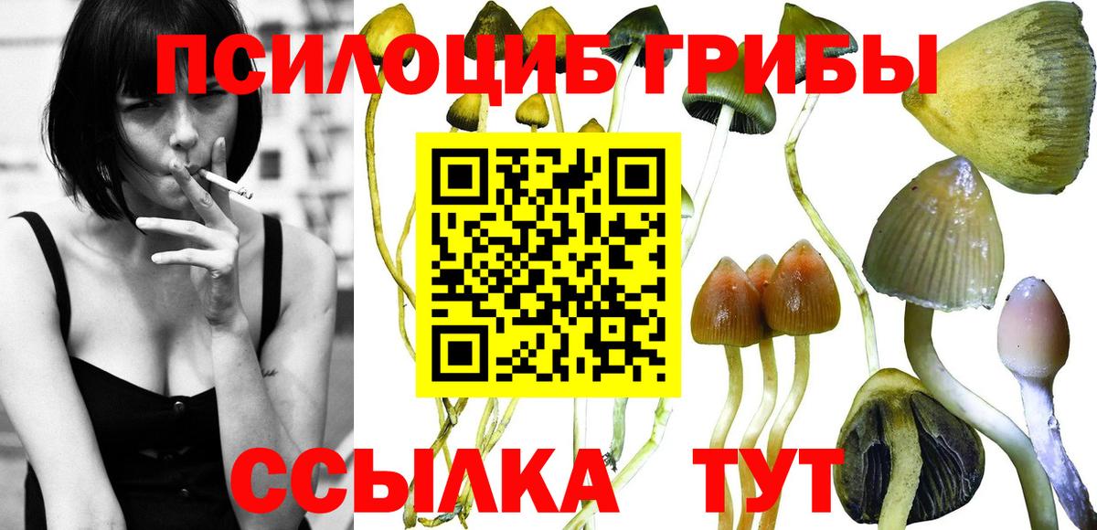 Псилоцибиновые грибы Psilocybe Ивантеевка